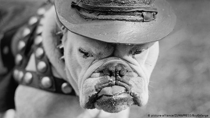 كلاب في مهمات خاصة 