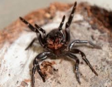 عنكبوت القمع 