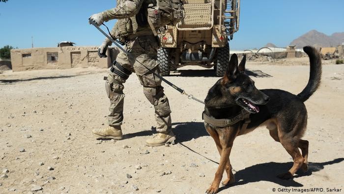 كلاب في مهمات خاصة 