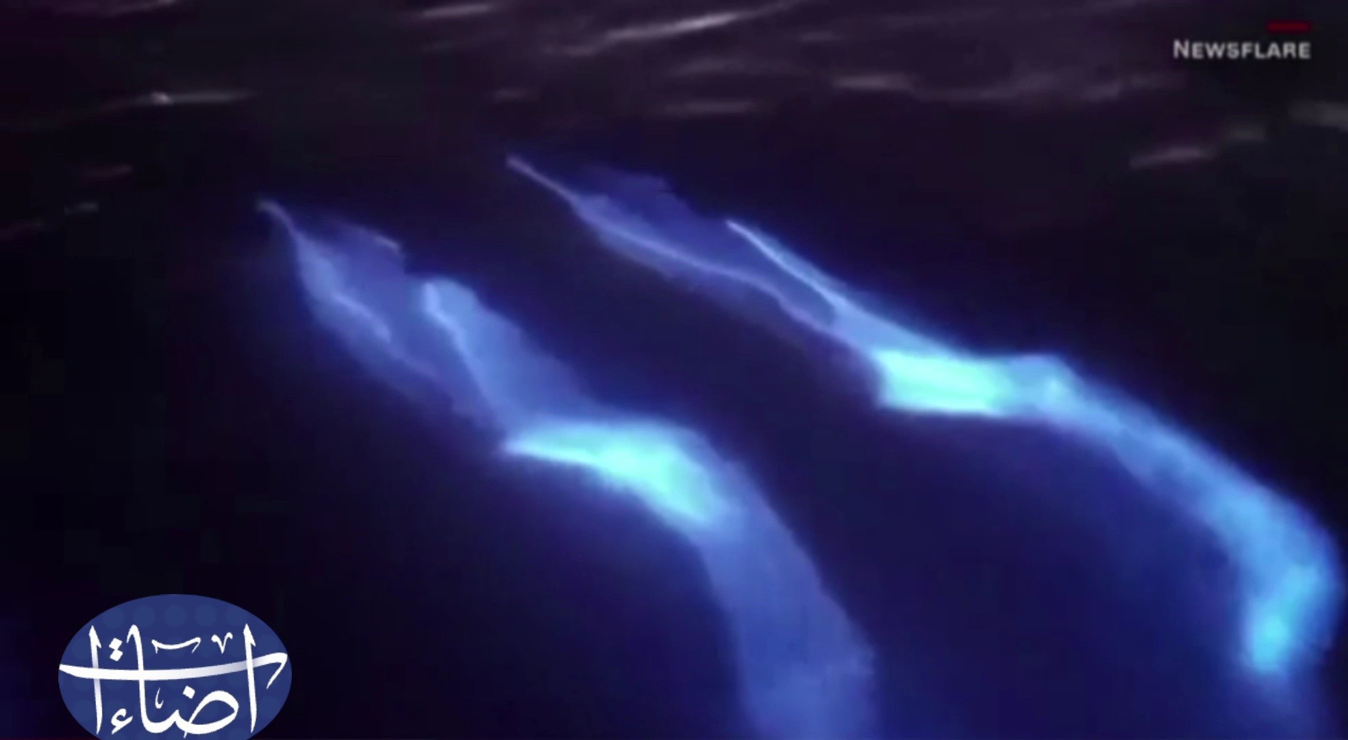 إضاءات/صور سمك قرش تضيء بالظلام